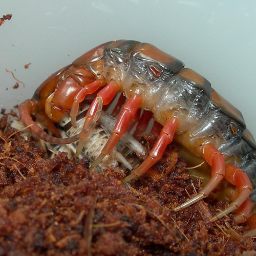 Scolopendra subspinipes philippines comiendo.jpg
