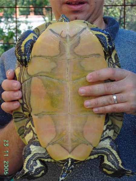 Scriptapta emolly 1.jpg