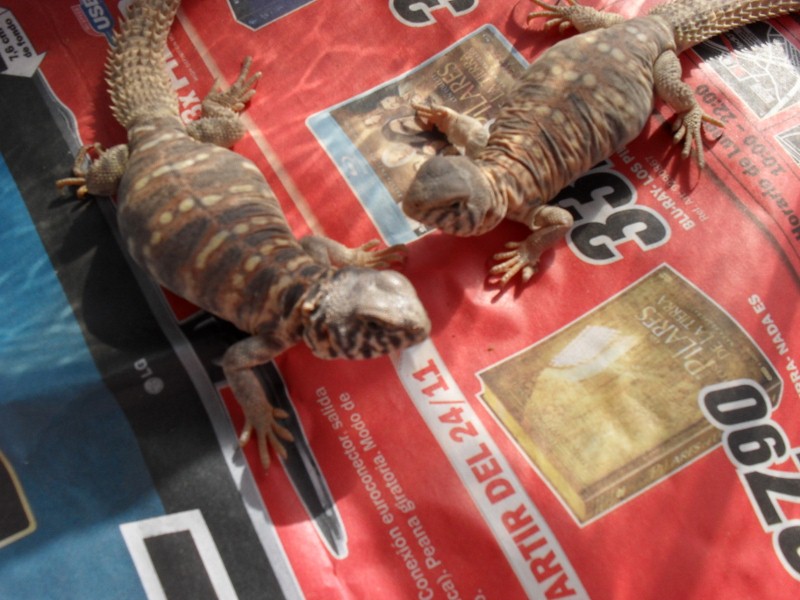 SDC10212 (800x600).jpg