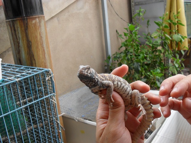 SDC10229 - copia (640x480).jpg