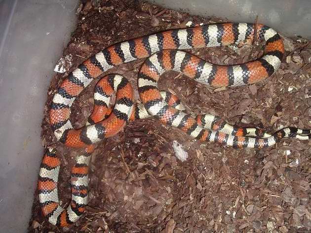 Segunda copula gentilis 1.JPG