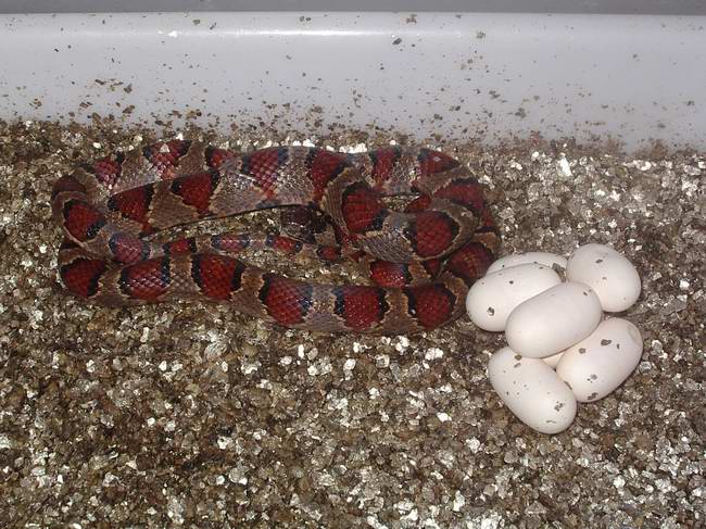 segunda puesta thayeri.JPG