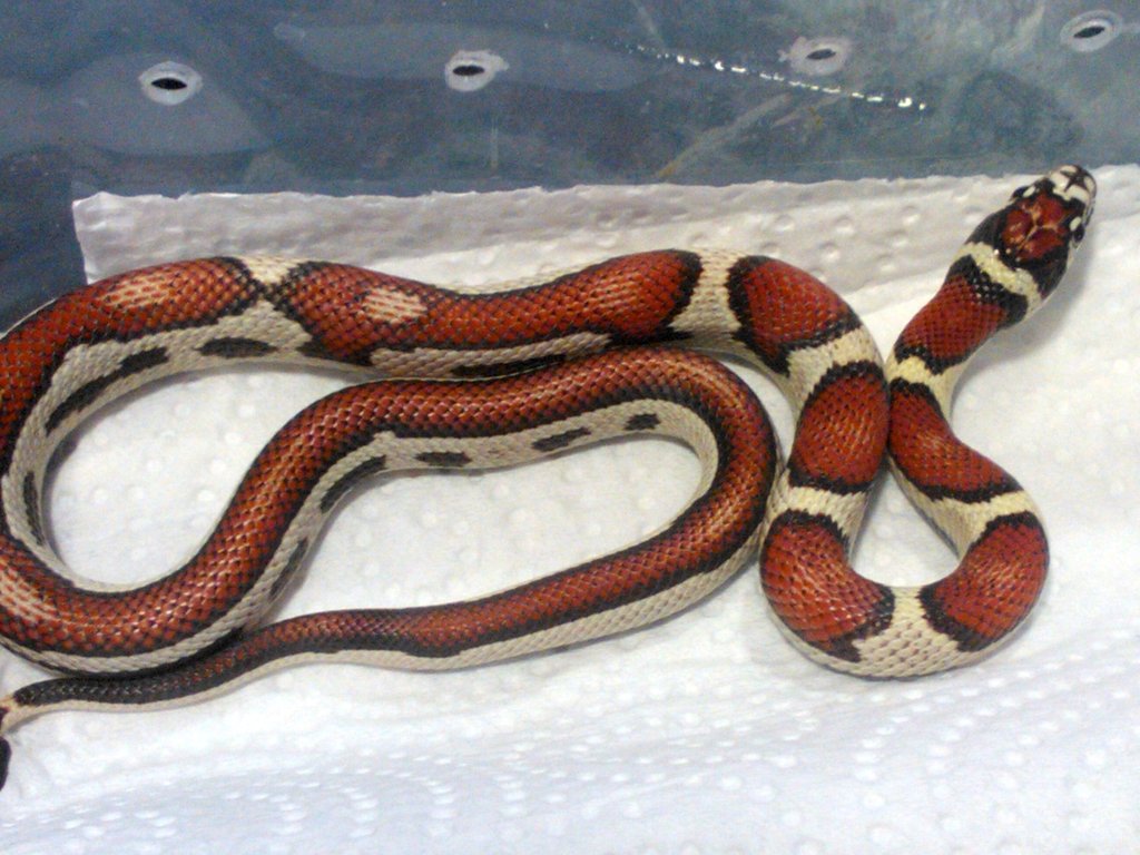 Semistriped Supercornduran