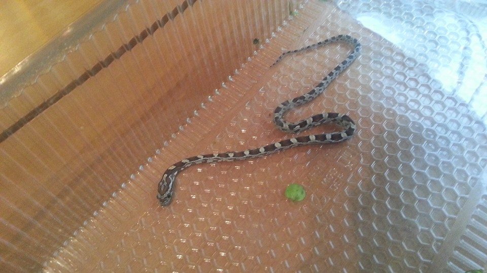 Serpiente en casa