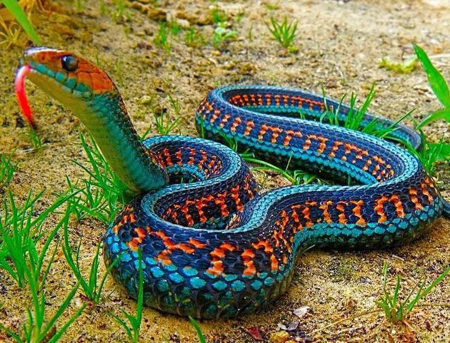 serpiente jarretera culebra rayada 630x481