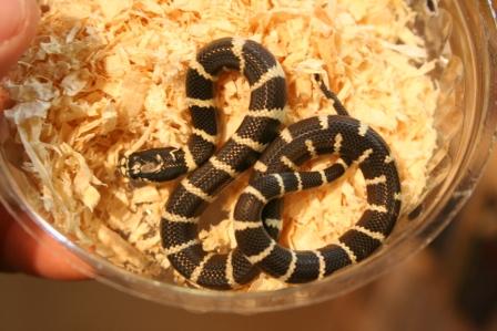 Serpiente rey california (2) min.jpg