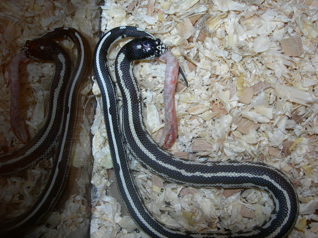 Serpiente rey de california