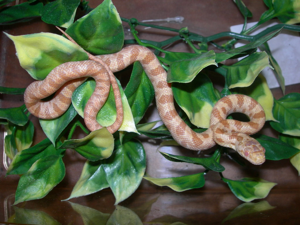 serpienteratonera amarilla albina (baby)