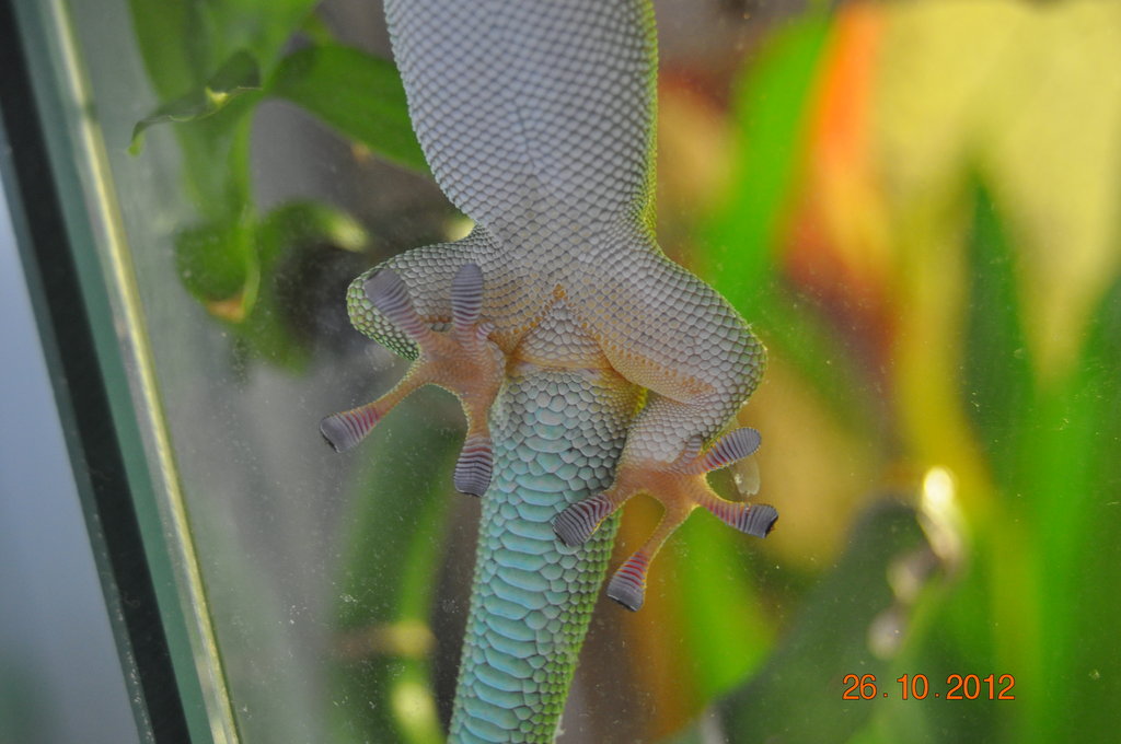 Sexo P. madagascariensis