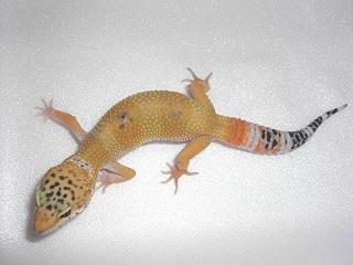 SHCT het RAPTOR r.JPG