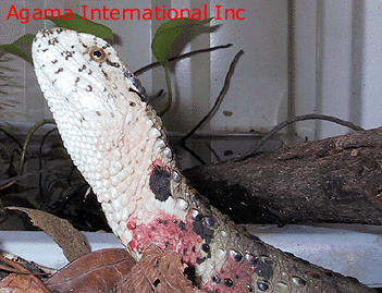 Shinisaurus crocodilurus