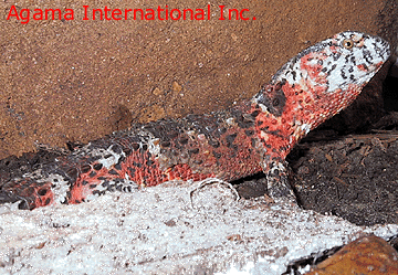 Shinisaurus crocodilurus