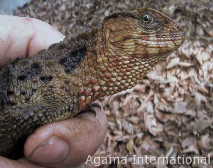 Shinisaurus crocodilurus