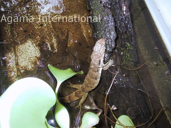 Shinisaurus crocodilurus