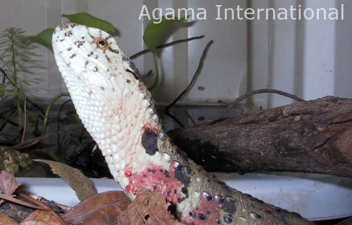 Shinisaurus crocodilurus