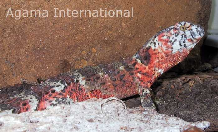 Shinisaurus crocodilurus