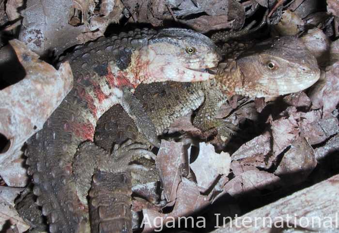 Shinisaurus crocodilurus