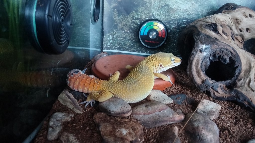 SHTCTB de "madrugada"