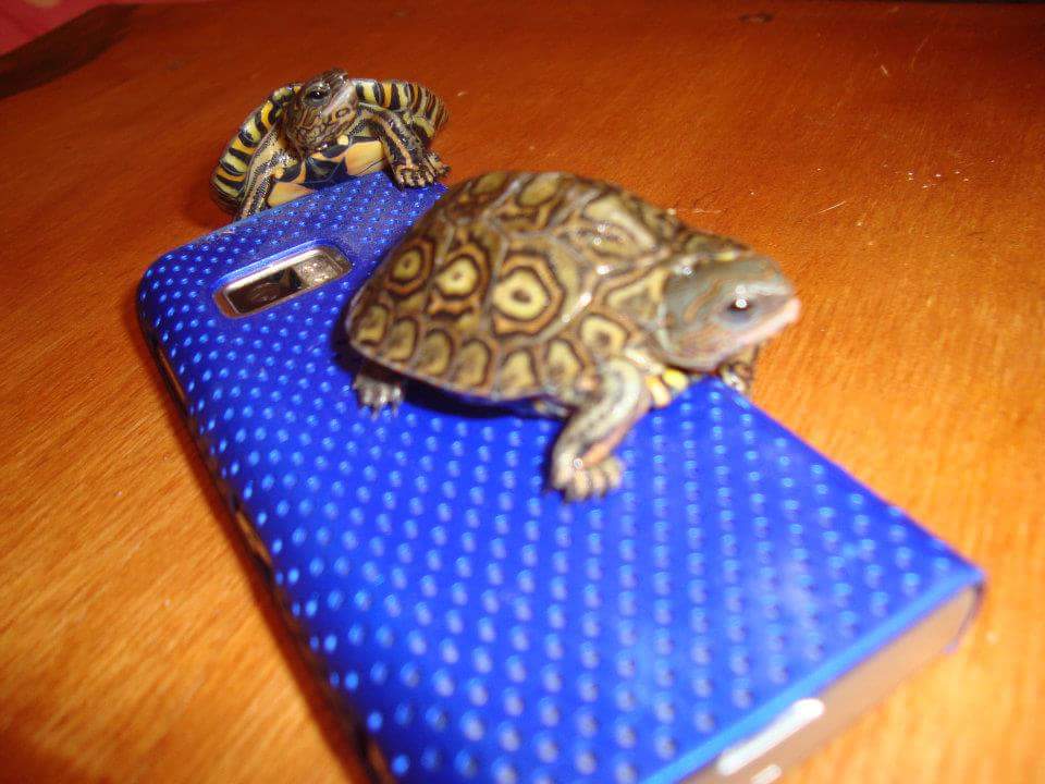 Sid y Zedd   2011 3 meses