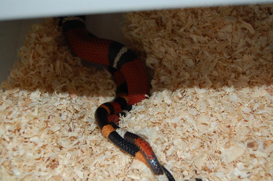 sinaloa x campbelli 08...JPG