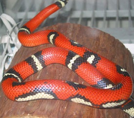 sinaloae aberrante 2