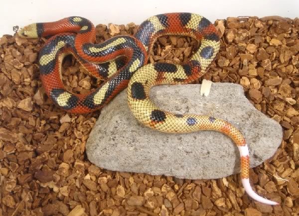 sinaloae aberrante 3