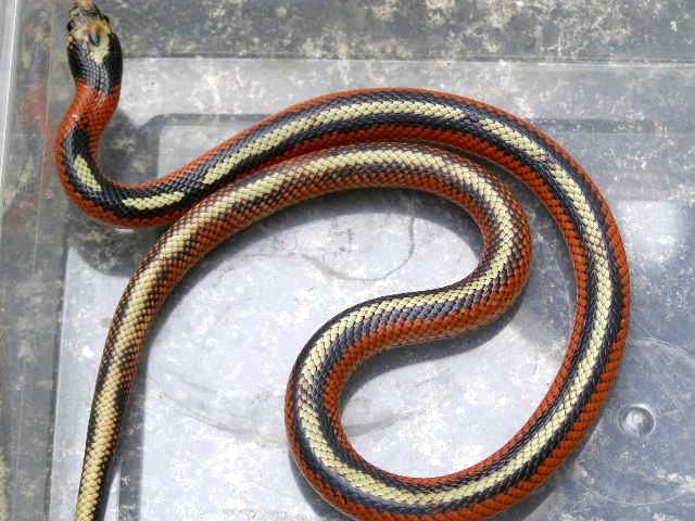 sinaloae aberrante striped 2
