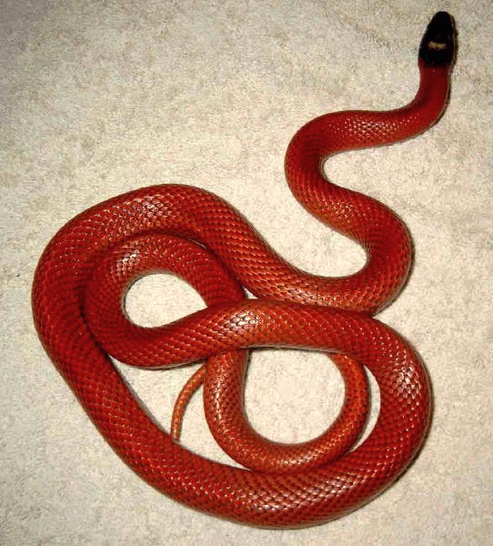 sinaloae patternless 2