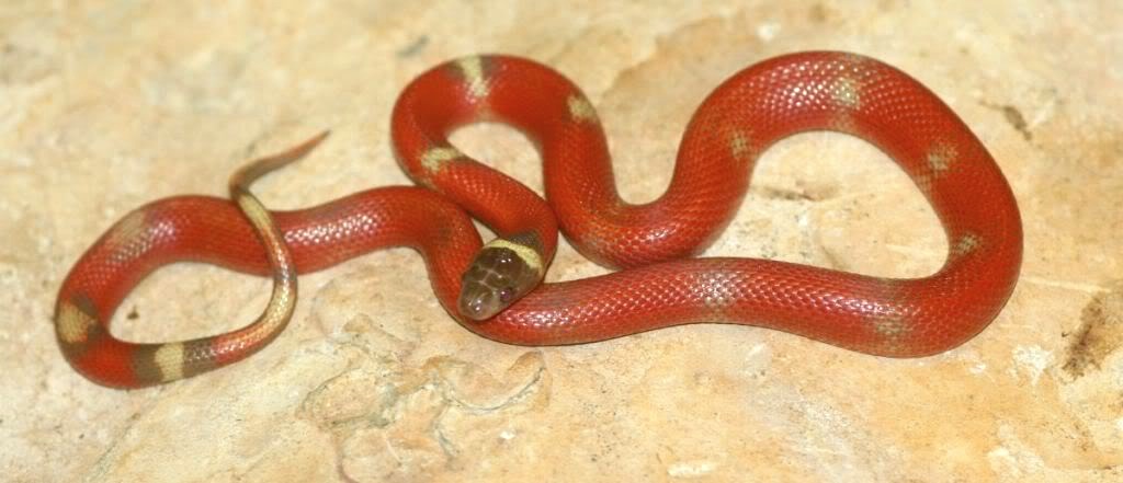 sinaloae patternless hypo