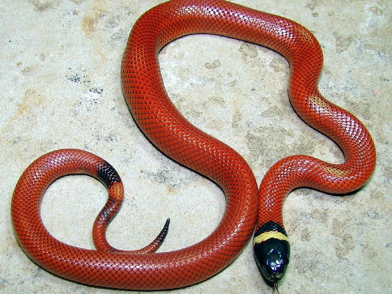 sinaloae patternless