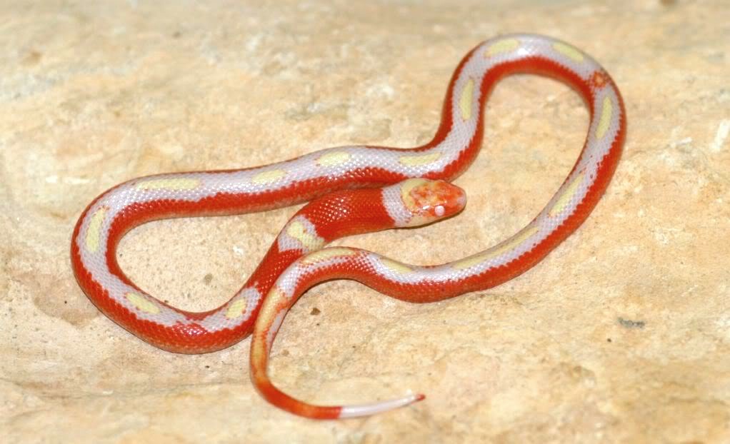 sinaloae splotched albino