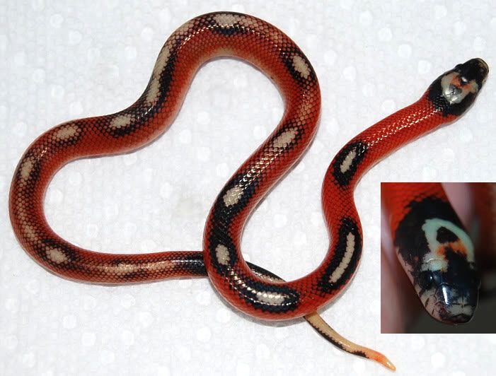 sinaloae splotched applegate 2