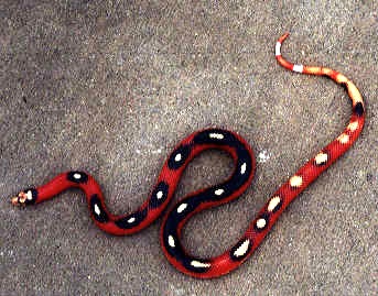 sinaloae splotched applegate