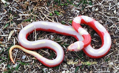 sinaloae striped albino