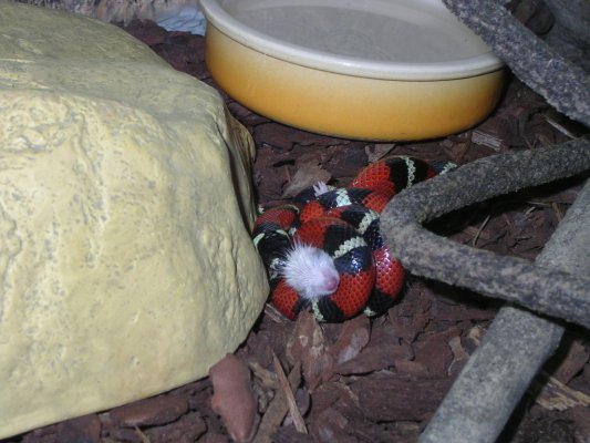 Sinaloe comiendo.jpg