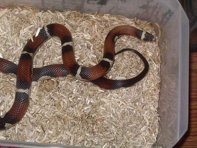 sinaloe x californiae.JPG