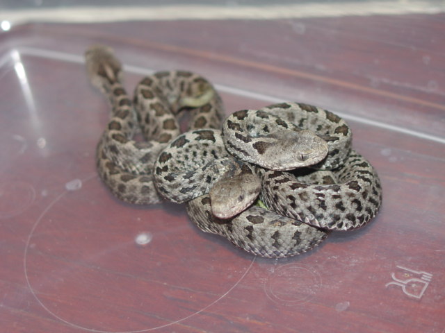 Sistrurus ravus (2).JPG