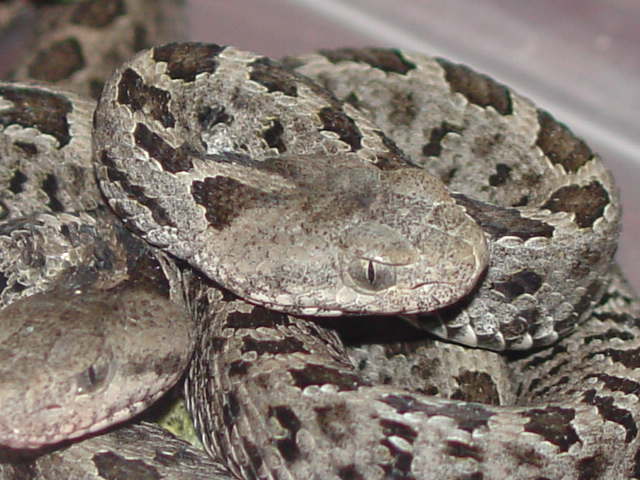 Sistrurus ravus (3).JPG