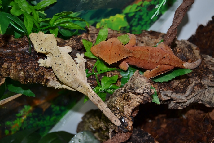 Skadi y Eyra: hembras de correlophus ciliatus