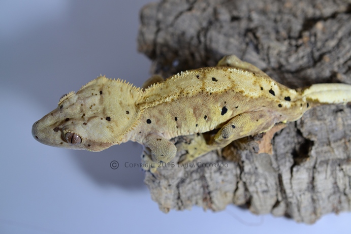 Sköll, macho de correlophus ciliatus