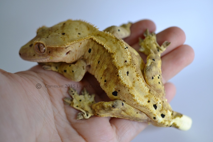 Sköll, macho de correlophus ciliatus