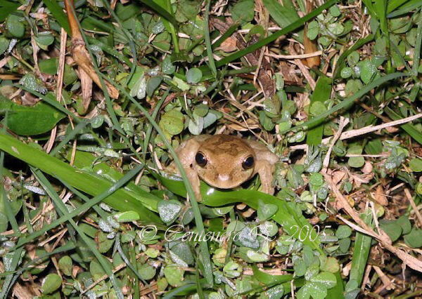 Smilisca baudinii.jpg