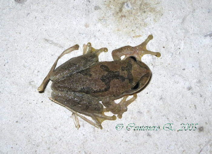 Smilisca baudinii1.jpg