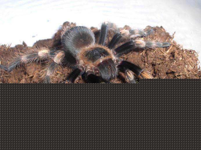 Smithi2.JPG