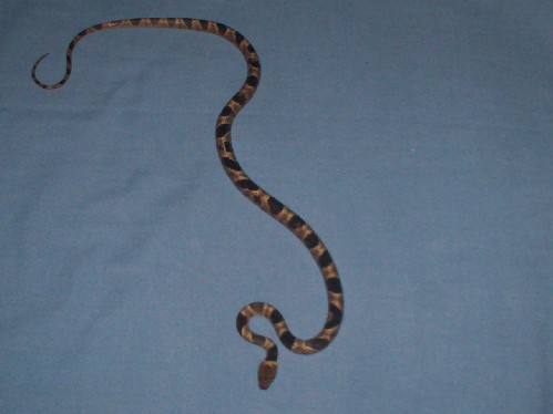 snake house 014.jpg