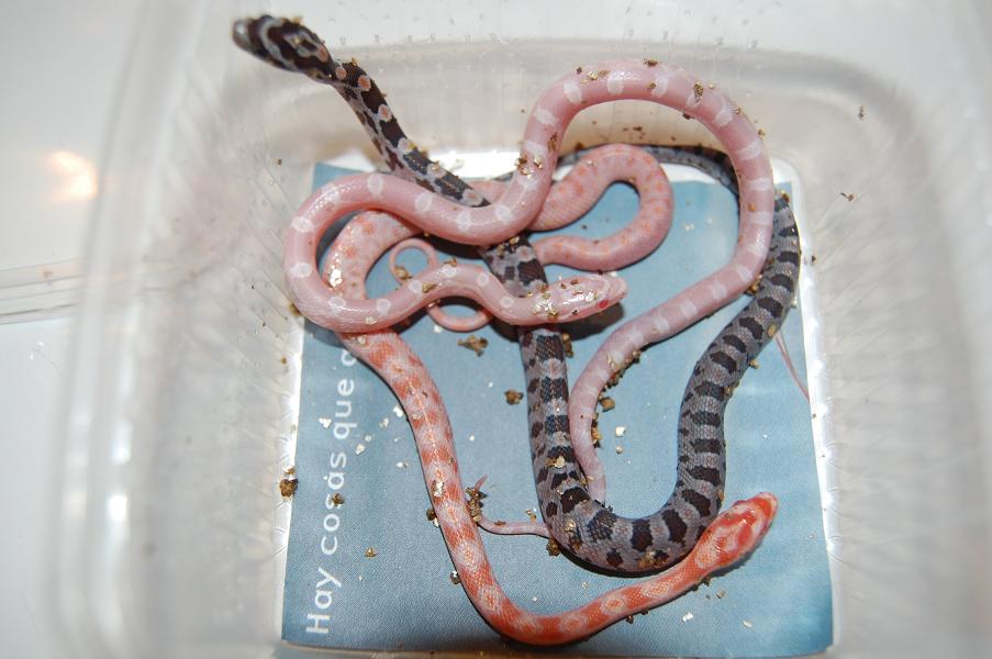 snow , albina , nominal.JPG