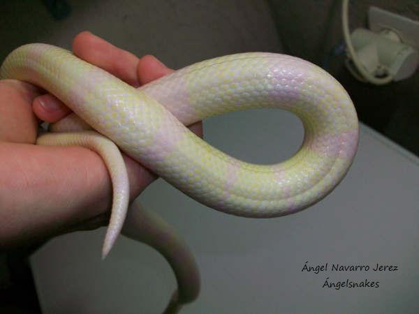 snow bandas amarillas.jpg