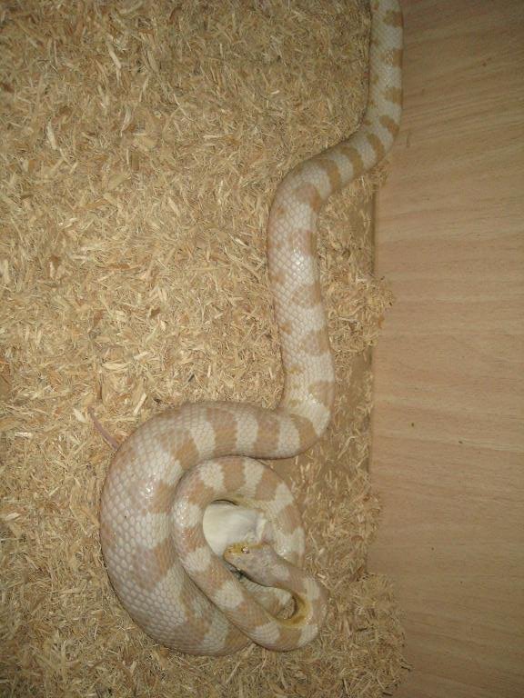 snow comiendo.JPG