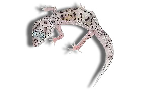 snow enigma het db.jpg