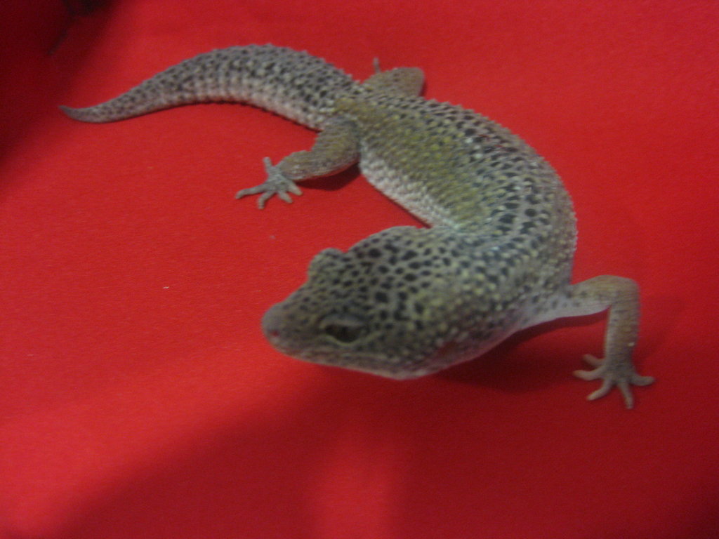 Snow enigma het raptor